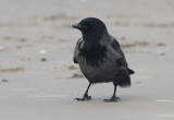 Bonte Kraai / Hooded Crow / Corvus cornix