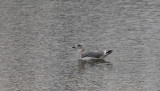 Zilvermeeuw / Herring Gull / Larus argentatus
