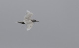 Kleine Burgemeester / Iceland Gull / Larus glaucoides