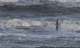 Noordse Stormvogel / Northern Fulmar / Fulmarus glacialis