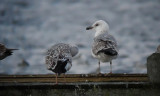 Geelpootmeeuw / Yellow-legged Gull / Larus michahellis