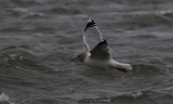 Zilvermeeuw / Herring Gull / Larus argentatus