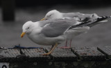 Baltische Zilvermeeuw / Baltic Herring Gull / Larus argentatus