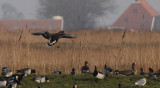 Groenlandse Kolgans / Greenland White-fronted Goose / Anser albifrons flavirostris