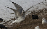 Zilvermeeuw / Herring Gull / Larus argentatus
