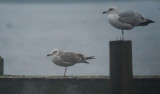 Pontische Meeuw / Caspian Gull / Larus cachinnans