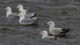 Pontische Meeuw / Caspian Gull / Larus cachinnans