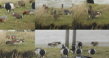Amerikaanse Smient / American Wigeon / Anas americana