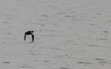Blauwvleugeltaling / Blue-winged Teal / Anas discors