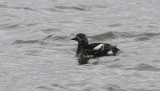 Zwarte Zeekoet / Black Guillemot / Cepphus grylle