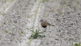 Morinelplevier / Eurasian Dotterel / Charadrius morinellus