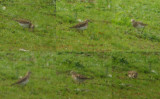 Bairds Strandloper / Bairds Sandpiper / Calidris bairdii