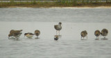 Grote Franjepoot / Wilsons Phalarope / Phalaropus tricolor