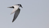 Witwangstern / Whiskered Tern / Chlidonias hybridus