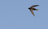 Gierzwaluw / Common Swift / Apus apus