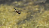 Viervlek / Libellula quadrimaculata