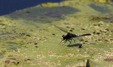 Sierlijke Witsnuitlibel / Leucorrhinia caudalis