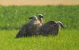 Vale Gier / Griffon Vulture / Gyps fulvus