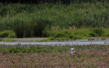 Witwangstern / Whiskered Tern / Chlidonias hybridus