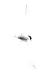 Witwangstern / Whiskered Tern / Chlidonias hybridus