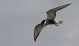Witwangstern / Whiskered Tern / Chlidonias hybridus