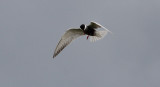 Witwangstern / Whiskered Tern / Chlidonias hybridus
