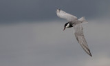 Witwangstern / Whiskered Tern / Chlidonias hybridus