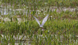 Witwangstern / Whiskered Tern / Chlidonias hybridus