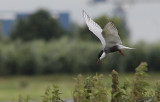 Witwangstern / Whiskered Tern / Chlidonias hybridus