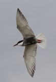 Witwangstern / Whiskered Tern / Chlidonias hybridus
