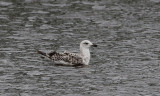 Geelpootmeeuw / Yellow-legged Gull / Larus michahellis