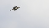 Grauwe Klauwier / Red-backed Shrike / Lanius collurio