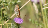 Grote Parelmoervlinder / Argynnis aglaja