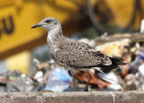 Kleine Mantelmeeuw / Lesser Black-backed Gull / Larus fuscus graellsii