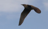 Roerdomp / Eurasian Bittern / Botaurus stellaris