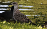 Kleine Mantelmeeuw / Lesser Black-backed Gull / Larus fuscus graellsii