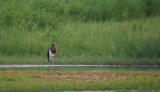Zwarte Ooievaar / Black Stork / Ciconia nigra