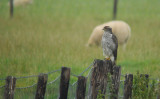 Havik / Northern Gosshawk / Accipiter gentilis