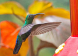 1-Mr-Humming-birds.jpg