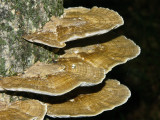 Daedaleopsis confragosa 2470.jpg