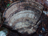 Ganoderma applanatum 0029.jpg