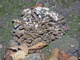 Grifola frondosa3957.jpg