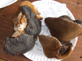 Phellinus cinereus 9507-1.jpg