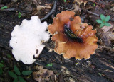 Polyporus badius0883.jpg