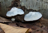 Oligoporus caesius6143.jpg