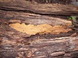 Polypore - Unidentified0372.jpg