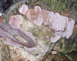 Polypore on conifer wood - unidentified8188.jpg