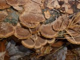 Phellinus gilvus1030073.jpg