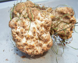 Abortiporus biennis 1023.jpg