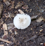 Gilled white mushroom under rotting log0197.jpg
